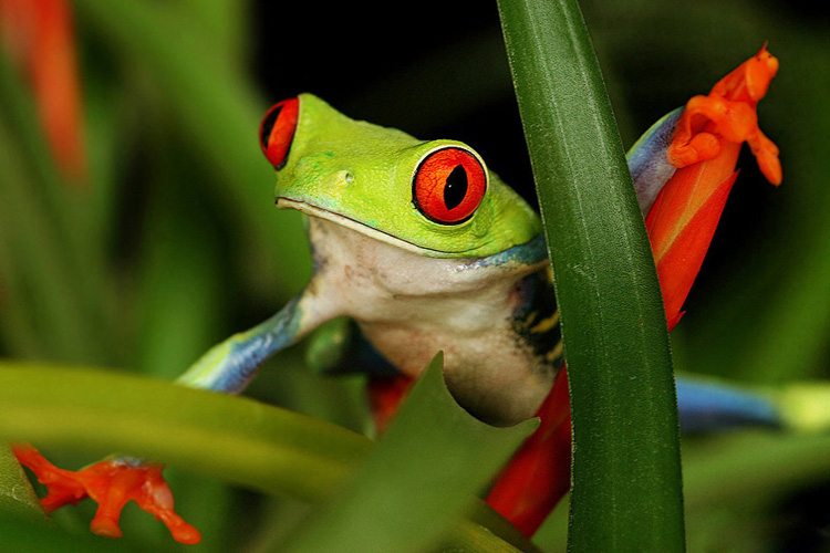 Listovnice červenook&aacute;,n&aacute;dhern&aacute; (Agalychnis callidryas, Hyla callidryas Cope1862)