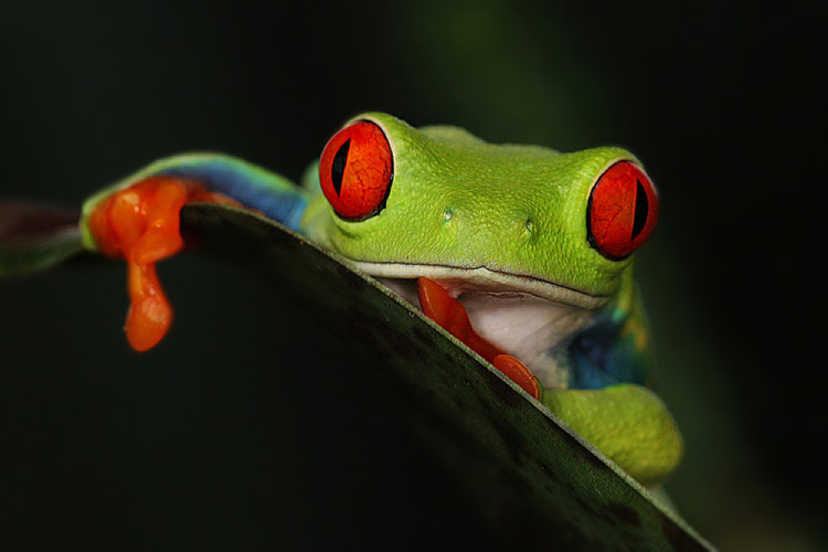 Listovnice červenook&aacute;,n&aacute;dhern&aacute; (Agalychnis callidryas, Hyla callidryas Cope 1862)