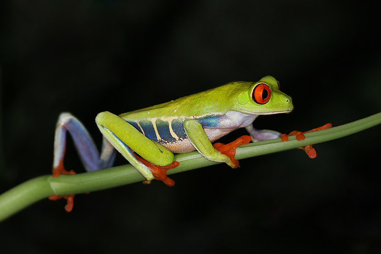 Listovnice červenook&aacute;,n&aacute;dhern&aacute; (Agalychnis callidryas, Hyla callidryas Cope 1862)