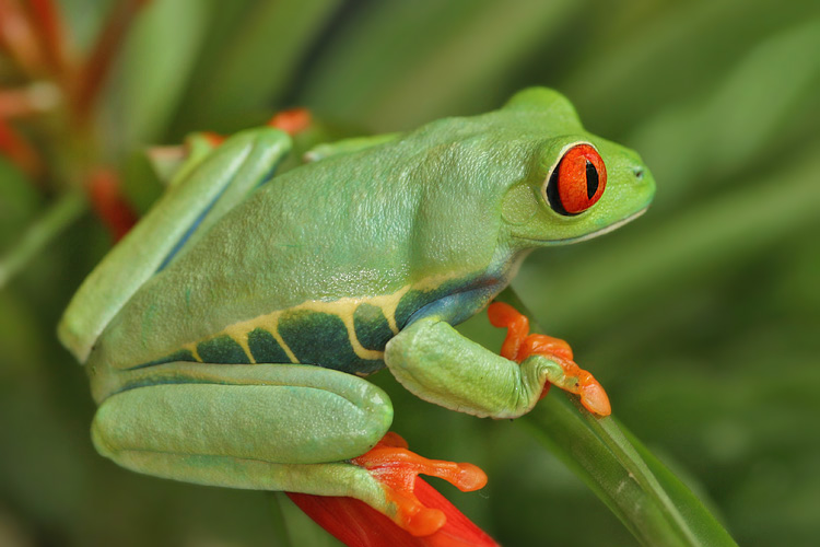 Listovnice červenook&aacute;,n&aacute;dhern&aacute; (Agalychnis callidryas, Hyla callidryas Cope 1862)