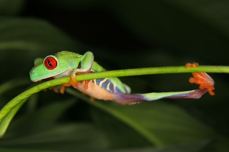 Listovnice červenook&aacute;,n&aacute;dhern&aacute; (Agalychnis callidryas, Hyla callidryas Cope 1862)