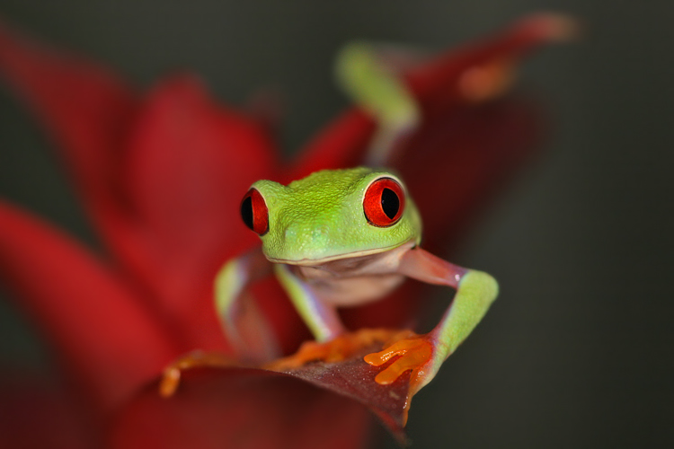 Listovnice červenook&aacute;,n&aacute;dhern&aacute; (Agalychnis callidryas, Hyla callidryas Cope 1862)
