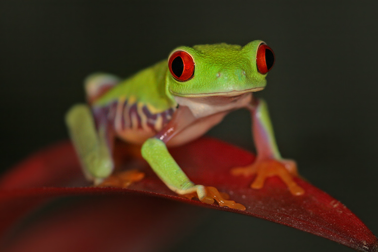 Listovnice červenook&aacute;,n&aacute;dhern&aacute; (Agalychnis callidryas, Hyla callidryas Cope 1862)