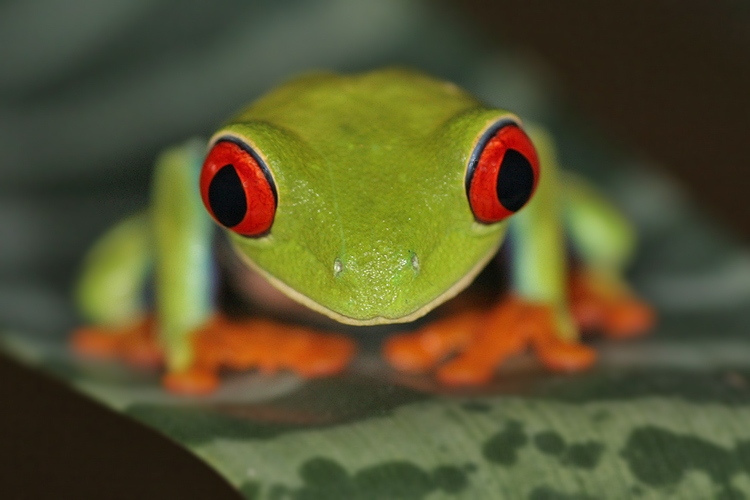 Listovnice červenook&aacute;,n&aacute;dhern&aacute; (Agalychnis callidryas, Hyla callidryas Cope 1862)