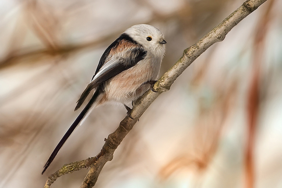 Mlynař&iacute;k dlouhoocas&yacute; (Aegithalos caudatus)