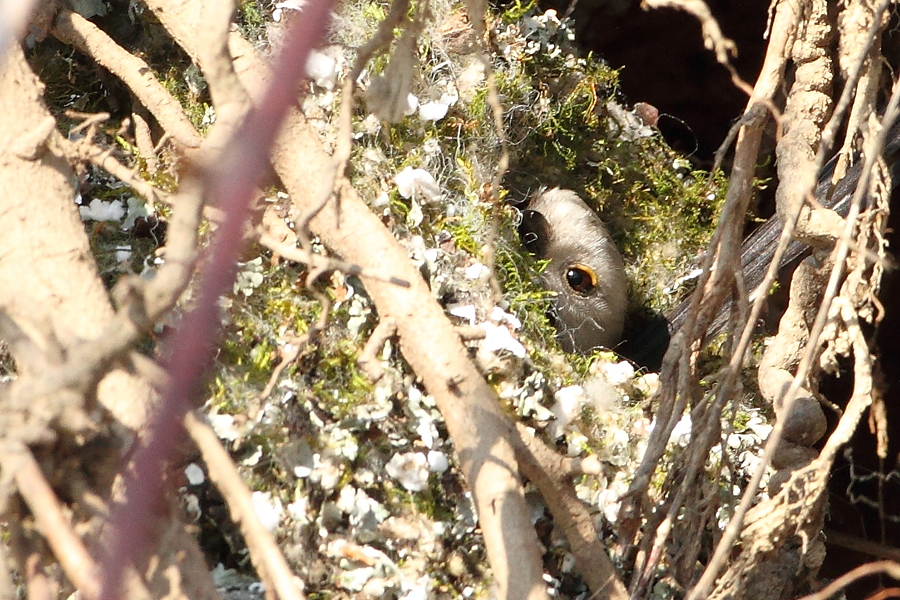 Mlynař&iacute;k dlouhoocas&yacute; (Aegithalos caudatus)