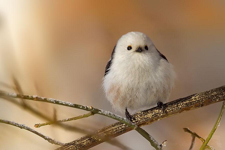 Mlynař&iacute;k dlouhoocas&yacute; (Aegithalos caudatus)