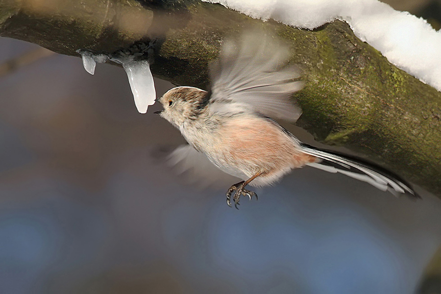 Mlynař&iacute;k dlouhoocas&yacute; (Aegithalos caudatus)