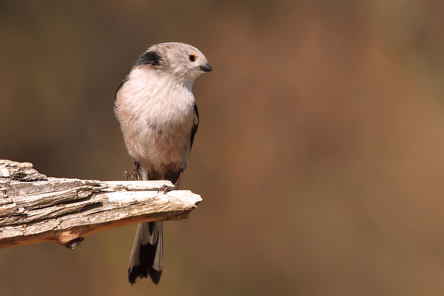 Mlynař&iacute;k dlouhoocas&yacute; (Aegithalos caudatus)