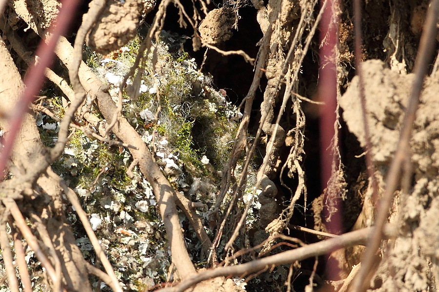 Mlynař&iacute;k dlouhoocas&yacute; (Aegithalos caudatus)