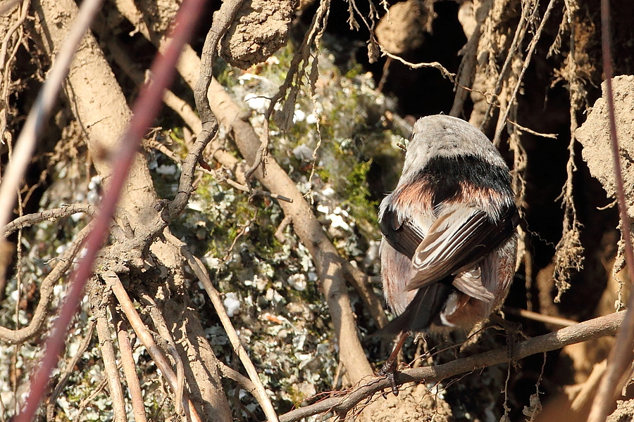 Mlynař&iacute;k dlouhoocas&yacute; (Aegithalos caudatus)