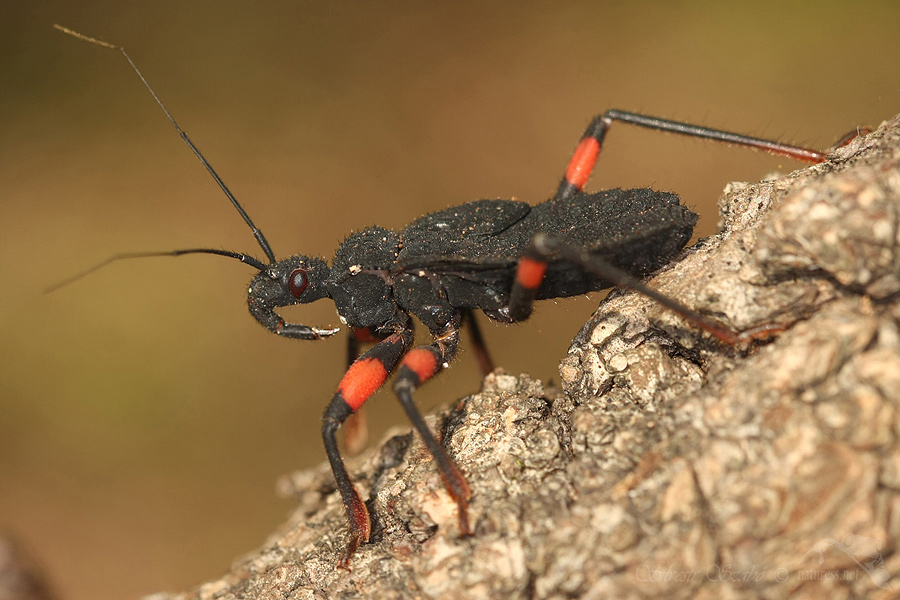 Z&aacute;keřnice (Platymeris biguttata)